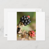 Autumn Berries Briefkaart (Voorkant / Achterkant)