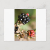 Autumn Berries Briefkaart (Voorkant)