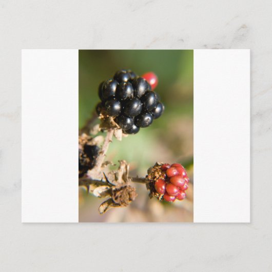 Autumn Berries Briefkaart (Voorkant)