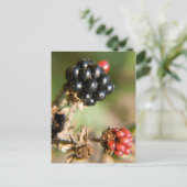 Autumn Berries Briefkaart (Staand voorkant)