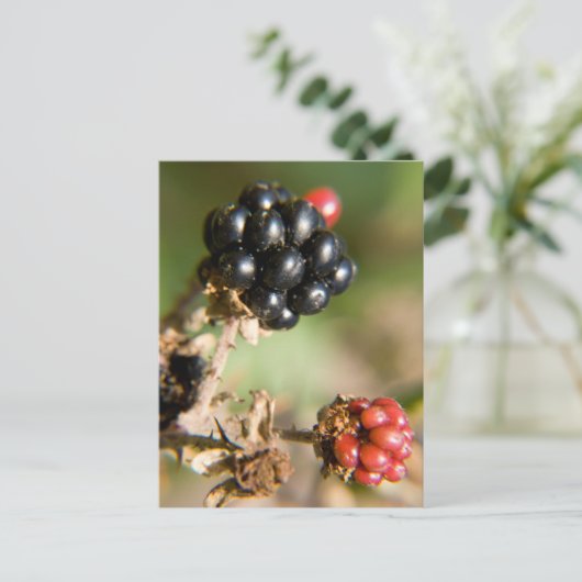 Autumn Berries Briefkaart (Staand voorkant)