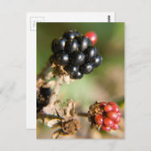Autumn Berries Briefkaart (Voorkant / Achterkant)