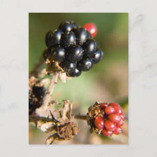 Autumn Berries Briefkaart