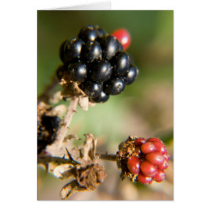 Autumn Berries Post Cards