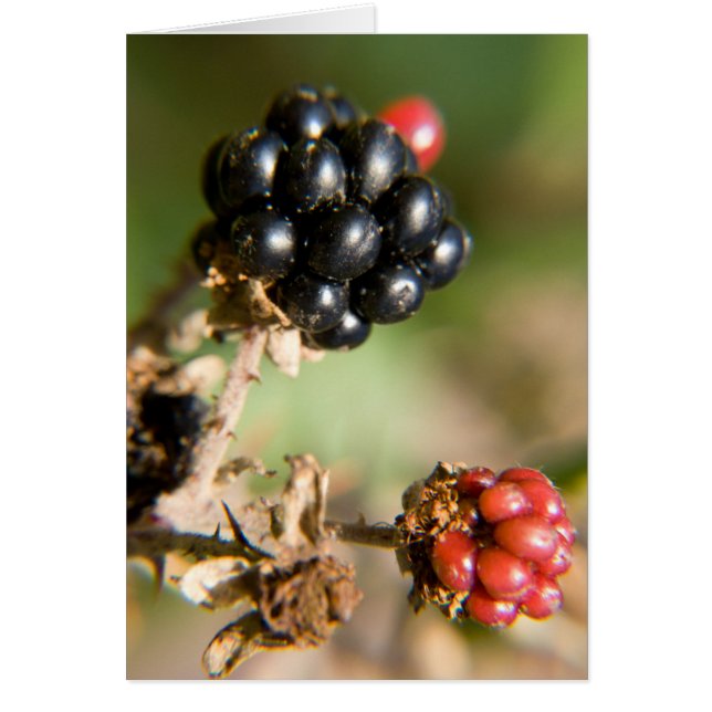 Autumn Berries Post Cards (Voorkant)