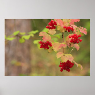 Autumn Berries Print