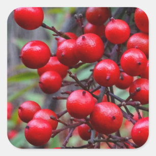 Autumn Berries Vierkante Sticker