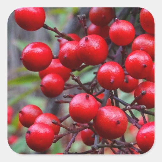 Autumn Berries Vierkante Sticker (Voorkant)