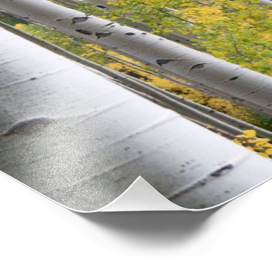 Autumn Birch Forest Foto Afdruk (Hoek)