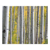 Autumn Birch Forest Foto Afdruk (Voorkant)