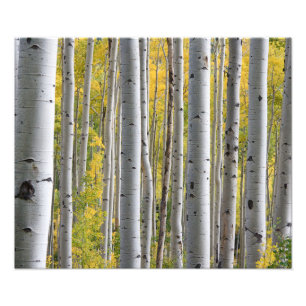 Autumn Birch Forest Foto Afdruk