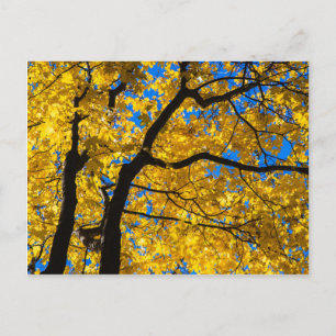 Autumn Blues Briefkaart