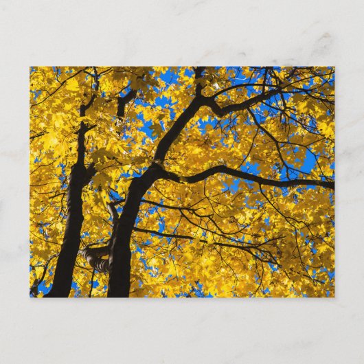 Autumn Blues Briefkaart (Voorkant)