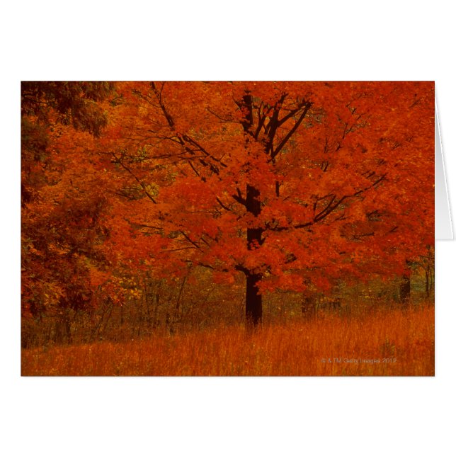 Autumn boom met rode bladeren (Voorkant Horizontaal)