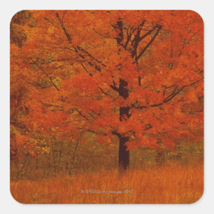 Autumn boom met rode bladeren vierkante sticker