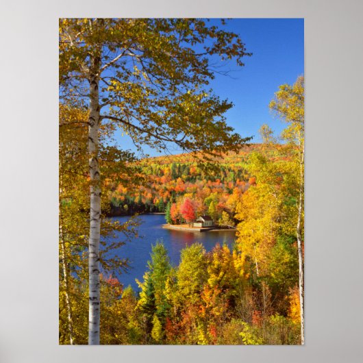 Autumn-boomlandschap, Maine Poster (Voorkant)