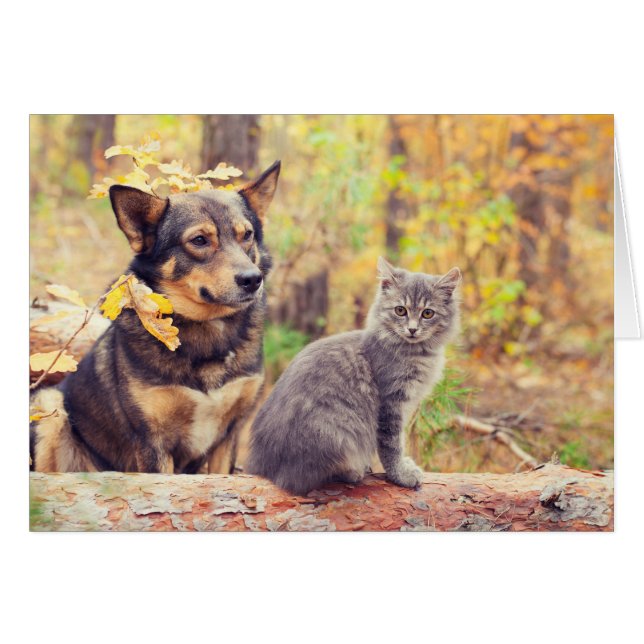 Autumn Buddies: Grey Kitten en Happy Puppy (Voorkant Horizontaal)