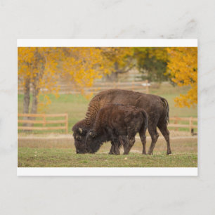 Autumn Buffaloes Cow en Calf Briefkaart