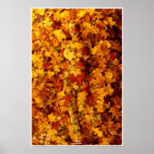 Autumn by Johannes Stötter Poster (Voorkant)