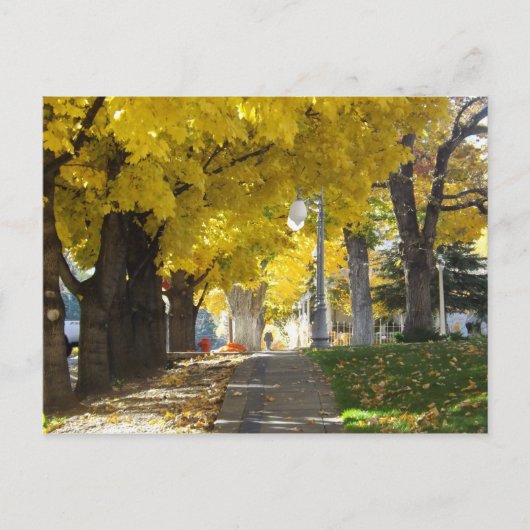 Autumn Canopy Briefkaart (Voorkant)