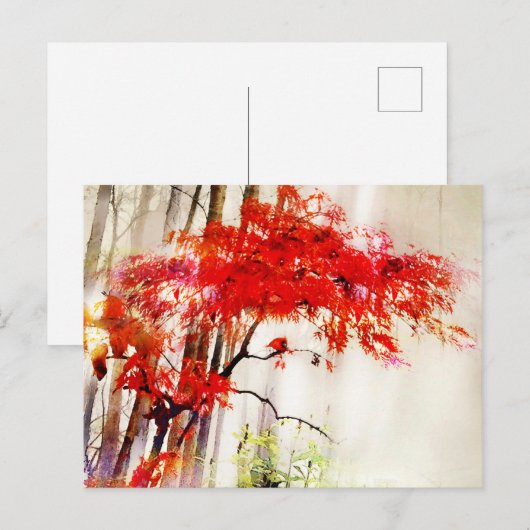 Autumn Cardinaal, Japanse Rode Mapleboom, Briefkaa Briefkaart (Voorkant / Achterkant)