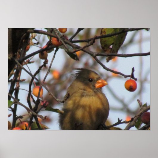 Autumn Cardinal Poster (Voorkant)