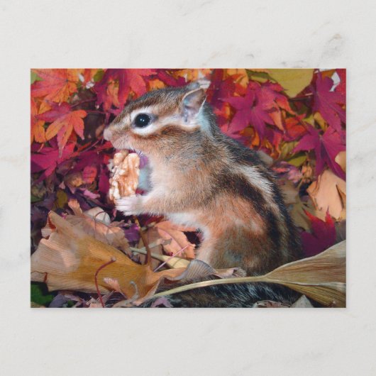 Autumn, chipmunk (foto) briefkaart (Voorkant)