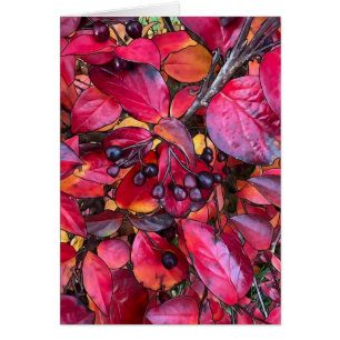 Autumn Chokecherries - 5" x 7" Art Kaart