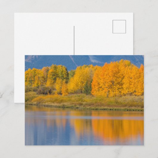 Autumn Colored Aspen Trees Briefkaart (Voorkant / Achterkant)