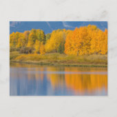 Autumn Colored Aspen Trees Briefkaart (Voorkant)