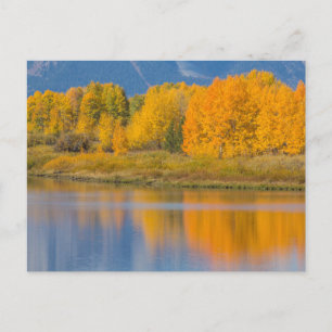 Autumn Colored Aspen Trees Briefkaart