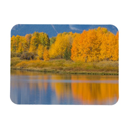Autumn Colored Aspen Trees Magneet (Horizontaal)