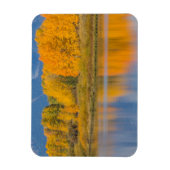 Autumn Colored Aspen Trees Magneet (Verticaal)