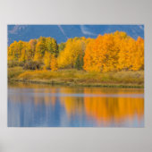 Autumn Colored Aspen Trees Poster (Voorkant)