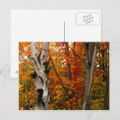Autumn Colors, Northern Ontario Briefkaart (Voorkant / Achterkant)