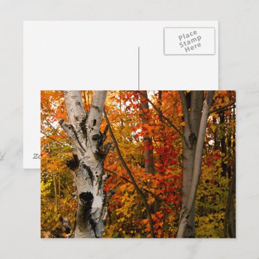 Autumn Colors, Northern Ontario Briefkaart (Voorkant / Achterkant)