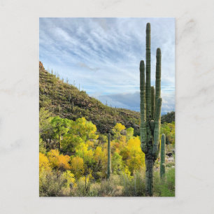 Autumn Colors Saguaro Sabino Canyon Briefkaart