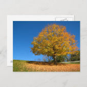 Autumn Colors, West Virginia Briefkaart (Voorkant / Achterkant)