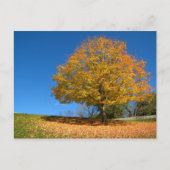Autumn Colors, West Virginia Briefkaart (Voorkant)