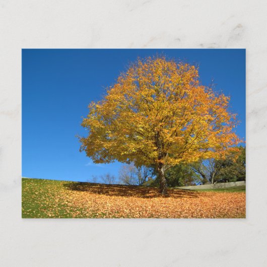Autumn Colors, West Virginia Briefkaart (Voorkant)