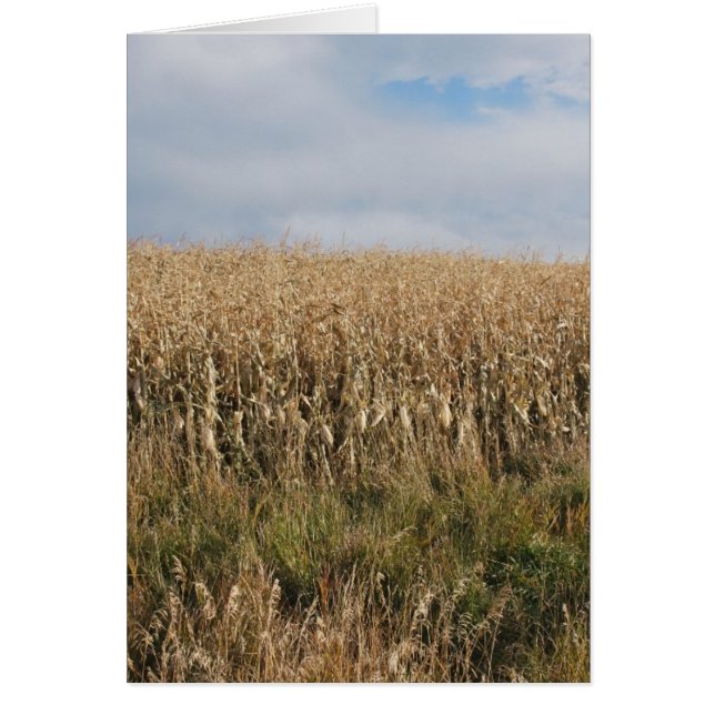 Autumn Corn Harvest (Voorkant)