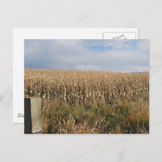 Autumn Corn Harvest Briefkaart (Voorkant / Achterkant)