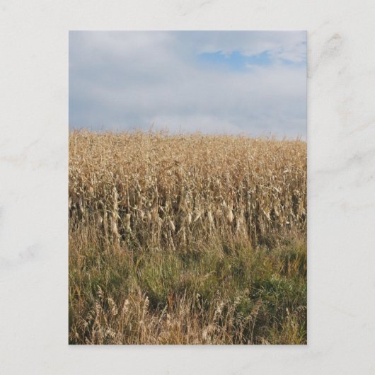 Autumn Corn Harvest Briefkaart (Voorkant)