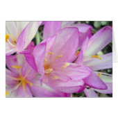 Autumn Crocus (Voorkant Horizontaal)