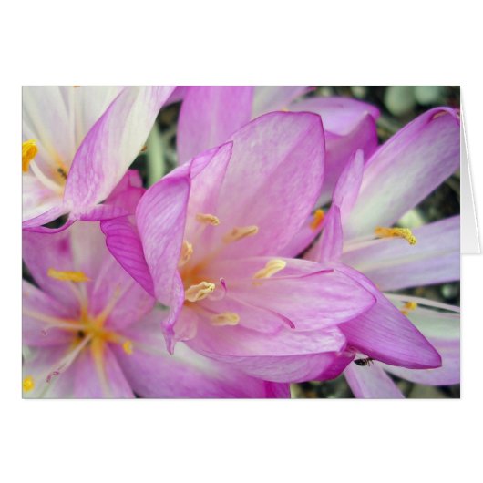 Autumn Crocus (Voorkant Horizontaal)