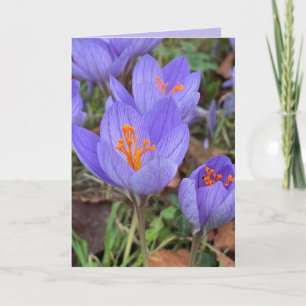 Autumn Crocus Blank Greeting Kaart