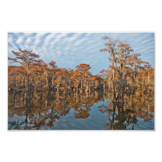 Autumn Cypress Trees bij Caddo Lake print Foto Afdruk (Voorkant)