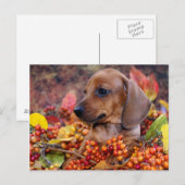 Autumn Dachshund Puppy Briefkaart (Voorkant / Achterkant)