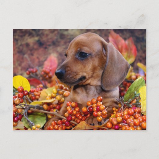 Autumn Dachshund Puppy Briefkaart (Voorkant)