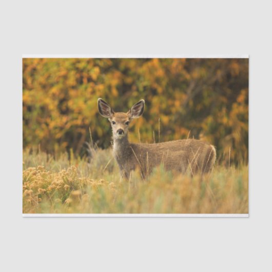 Autumn Deer Fawn Tissuepapier (Voorkant)